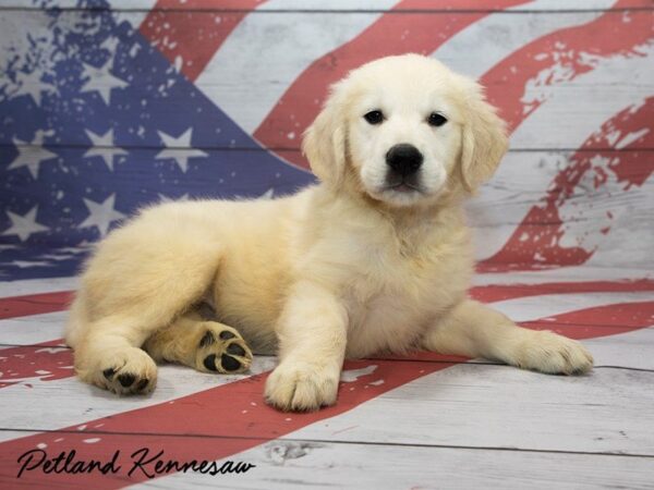 Golden Retriever DOG Male Golden 20468 Petland Mall of Georgia