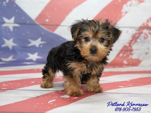 Yorkshire Terrier DOG Male 20523 Petland Mall of Georgia