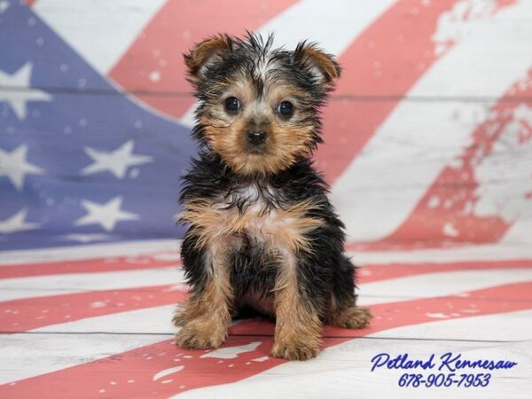 Yorkshire Terrier DOG Female 20522 Petland Mall of Georgia