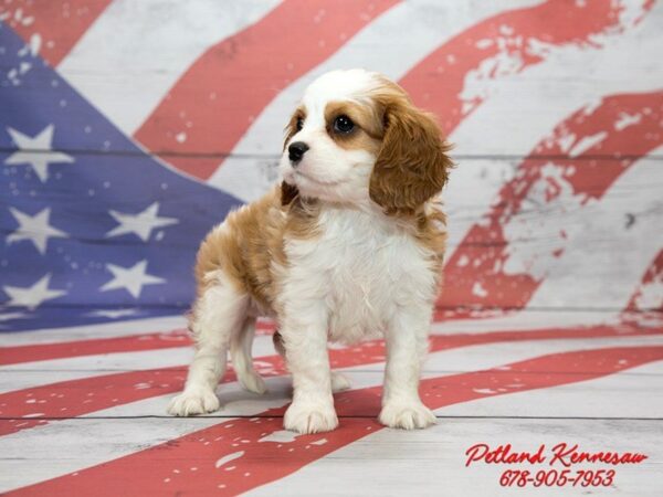 Cavalier King Charles Spaniel DOG Female Blenheim 20515 Petland Mall of Georgia