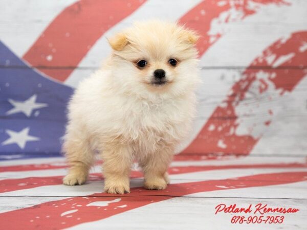 Pomeranian DOG Male 20491 Petland Mall of Georgia