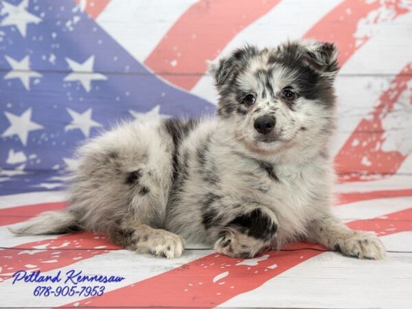 Pomsky-DOG-Male-BL MRL-20488-Petland Mall of Georgia