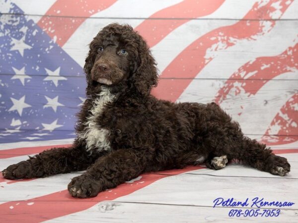 Poodle Standard DOG Male Chocolate 20460 Petland Mall of Georgia