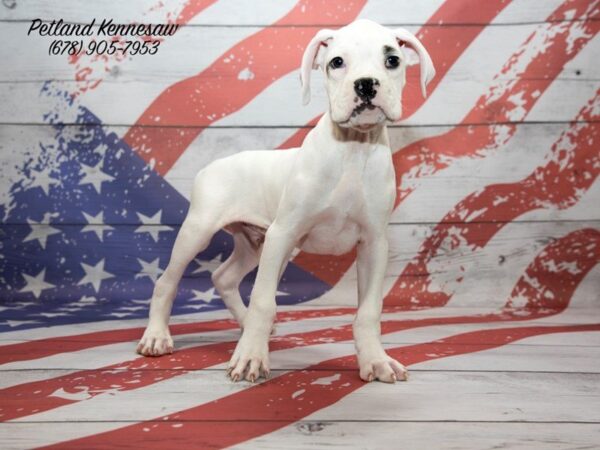 Boxer DOG Male White 20557 Petland Mall of Georgia