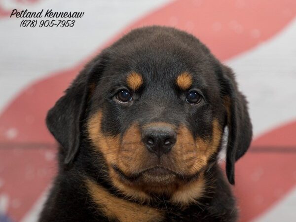 Rottweiler DOG Female Black / Tan 20555 Petland Mall of Georgia