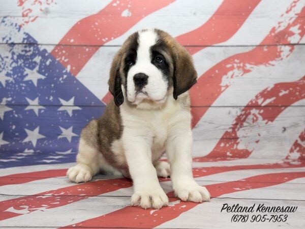 Saint Bernard DOG Male SABLE WHITE 20547 Petland Mall of Georgia