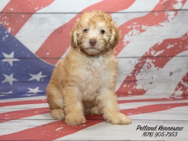 Poodle DOG Male Brown 20542 Petland Mall of Georgia