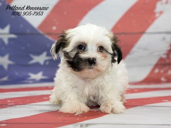 Morkie DOG Female PARTI 20538 Petland Mall of Georgia