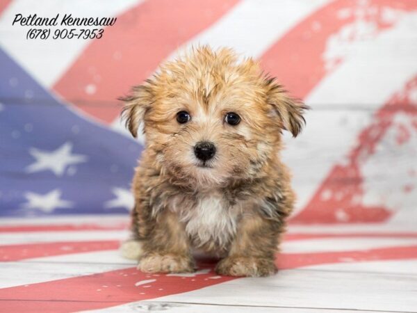 Morkie DOG Male beige 20537 Petland Mall of Georgia