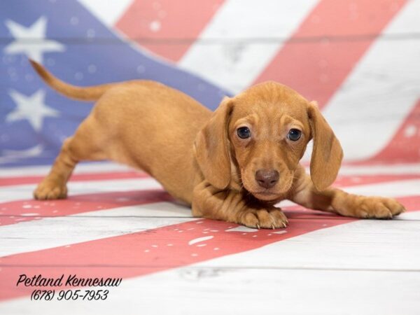 Dachshund DOG Female Red 20536 Petland Mall of Georgia