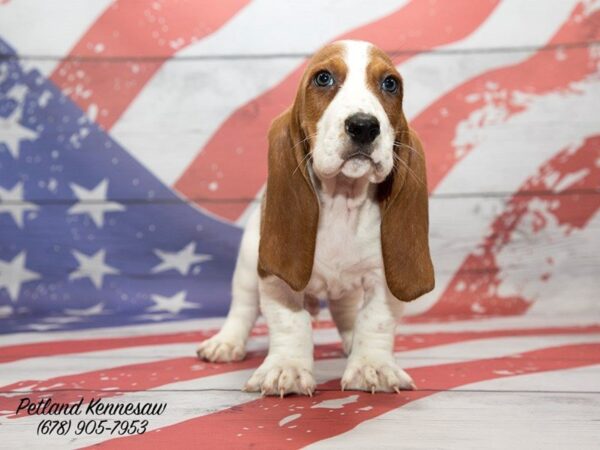 Basset Hound DOG Male Fawn White 20534 Petland Mall of Georgia