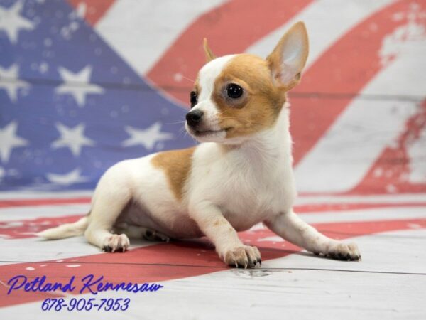 Chihuahua DOG Female RD:SPTD ON WH 20617 Petland Mall of Georgia