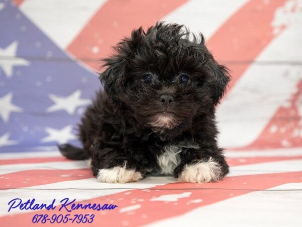 Teddy Bear DOG Male Black 20589 Petland Mall of Georgia