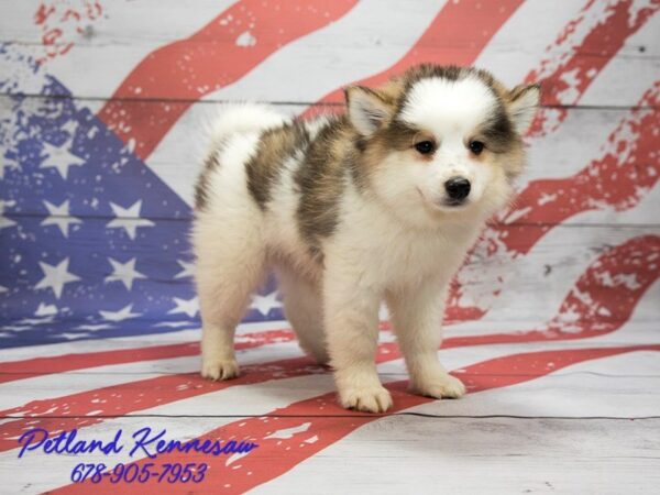 Pomsky-DOG-Male-Brown Black / White-20602-Petland Mall of Georgia