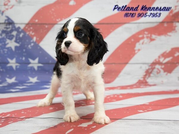 Cavalier King Charles Spaniel DOG Male Tri 20637 Petland Mall of Georgia