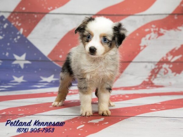 Miniature Australian Shepherd DOG Female Blue Merle 20630 Petland Mall of Georgia