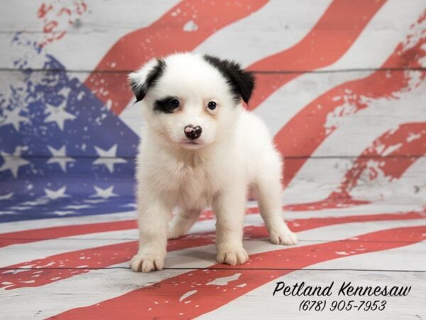 Huskimo-DOG-Male-Black White-20627-Petland Mall of Georgia