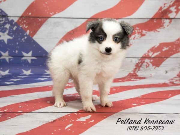 Huskimo DOG Female Black White 20626 Petland Mall of Georgia