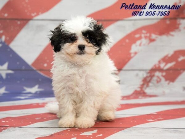 Teddy Bear DOG Female White and Brown Spots 20621 Petland Mall of Georgia