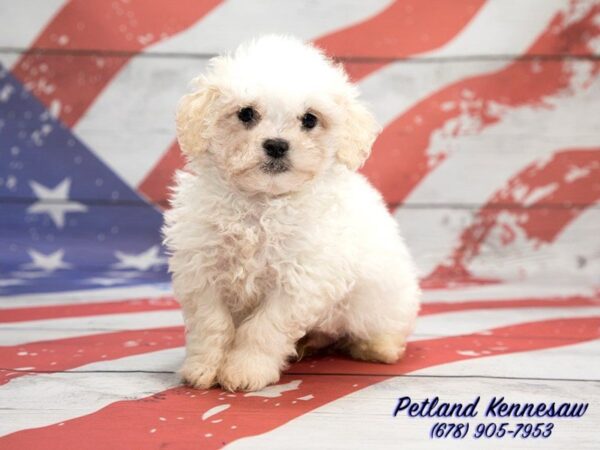 Teddy Bear DOG Male 20620 Petland Mall of Georgia