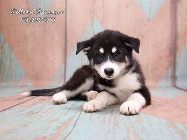 Huskimo DOG Male Black / White 20678 Petland Mall of Georgia