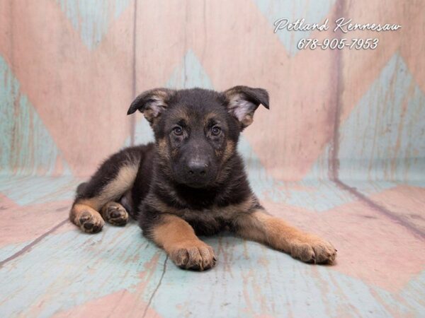 German Shepherd Dog DOG Male Black / Tan 20665 Petland Mall of Georgia