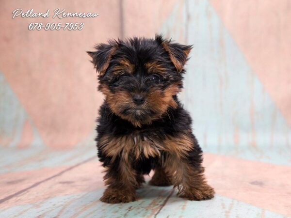 Yorkshire Terrier DOG Female BLK & TN 20651 Petland Mall of Georgia