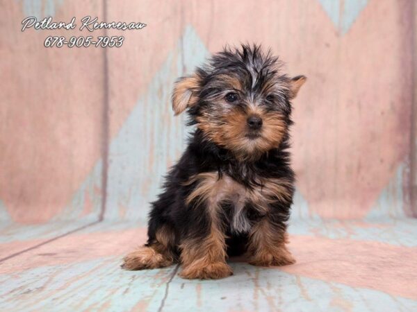 Yorkshire Terrier DOG Female Black / Tan 20680 Petland Mall of Georgia