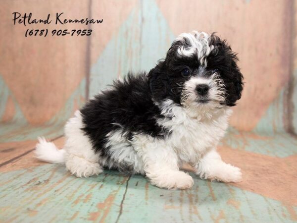 Teddy Bear DOG Male Black and White 20708 Petland Mall of Georgia