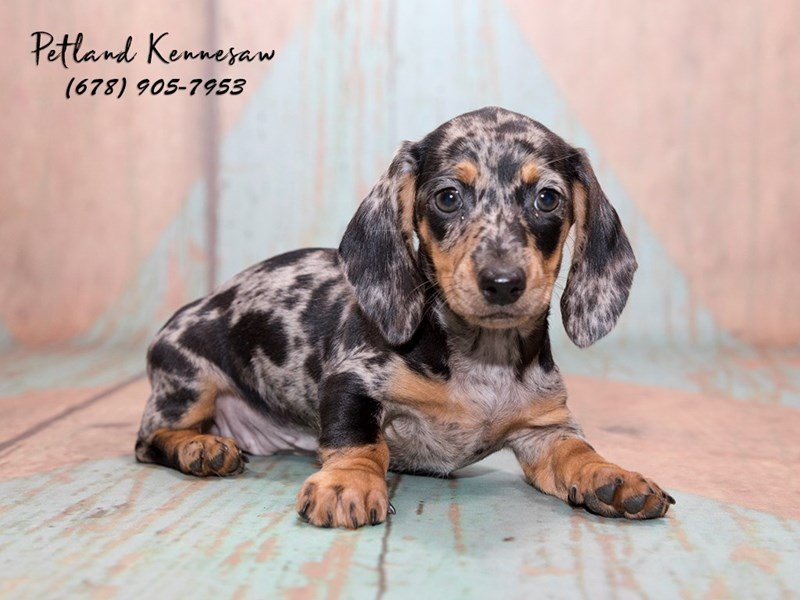 DachshundDOGFemaleDapple1843928Petland Mall of