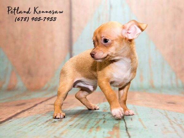 Chihuahua DOG Male Fawn 20691 Petland Mall of Georgia