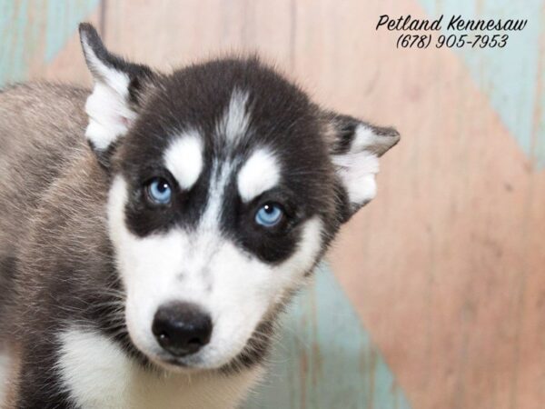 Siberian Husky DOG Female blk & wh 20733 Petland Mall of Georgia