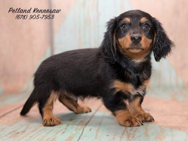 Dachshund DOG Male Black and Tan 20725 Petland Mall of Georgia