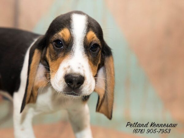 Beagle DOG Male blk wh & tn 20723 Petland Mall of Georgia