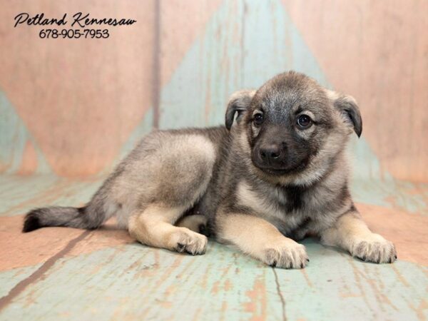 Norwegian Elkhound-DOG-Male-GRAY-20764-Petland Mall of Georgia