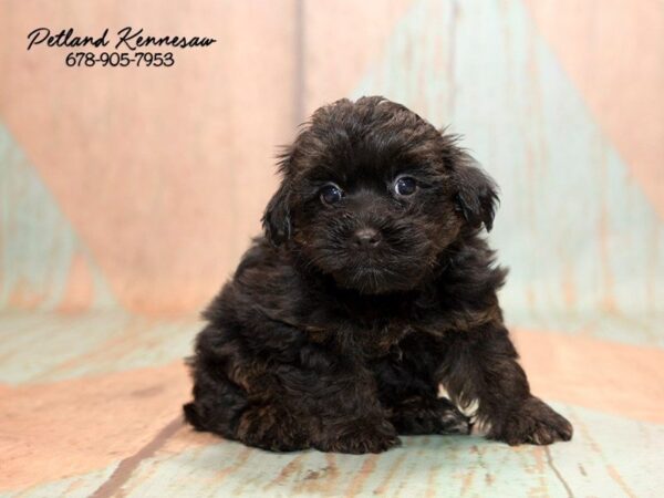 Morkie DOG Male Black 20758 Petland Mall of Georgia