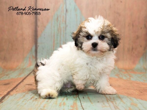 Shih-Poo (Shih Tzu/Poodle)-DOG-Male-Brown White-20756-Petland Mall of Georgia