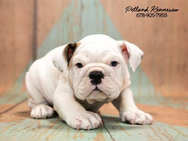 English Bulldog DOG Male Fawn White 20749 Petland Mall of Georgia