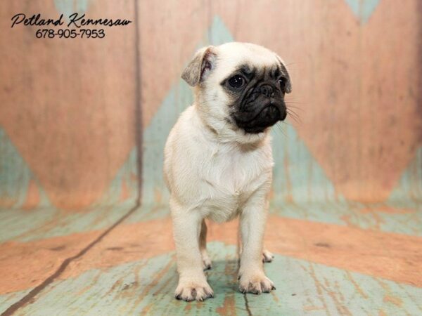 Pug DOG Female Fawn 20743 Petland Mall of Georgia