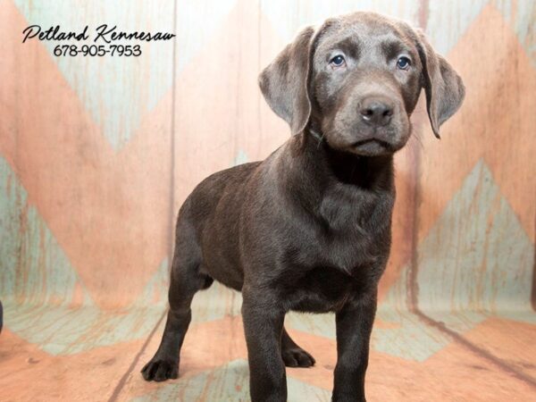 Labrador Retriever DOG Male char 20720 Petland Mall of Georgia