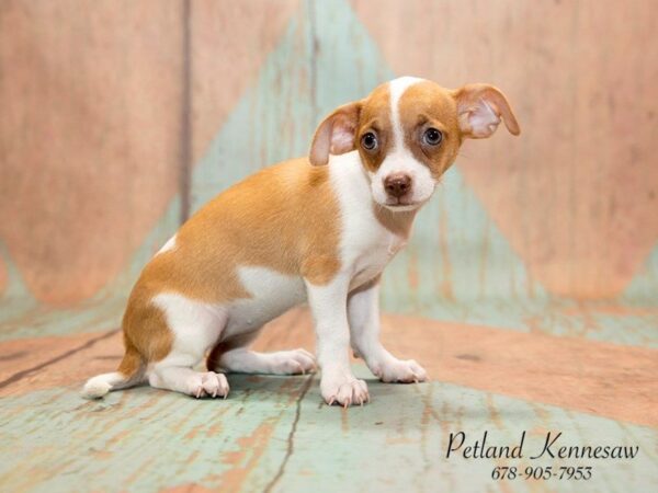 Chihuahua DOG Female Fawn 20805 Petland Mall of Georgia