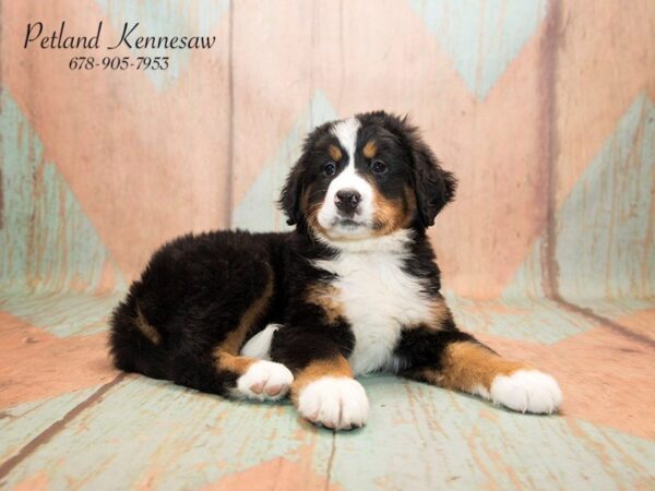 Bernese Mountain Dog DOG Male Black Rust / White 20800 Petland Mall of Georgia