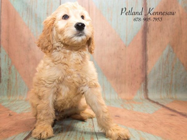 Goldendoodle 2nd Gen DOG Male Golden 20793 Petland Mall of Georgia