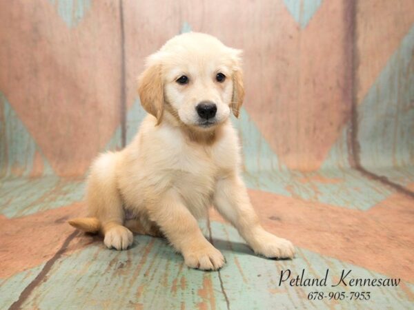 Golden Retriever DOG Female Golden 20792 Petland Mall of Georgia