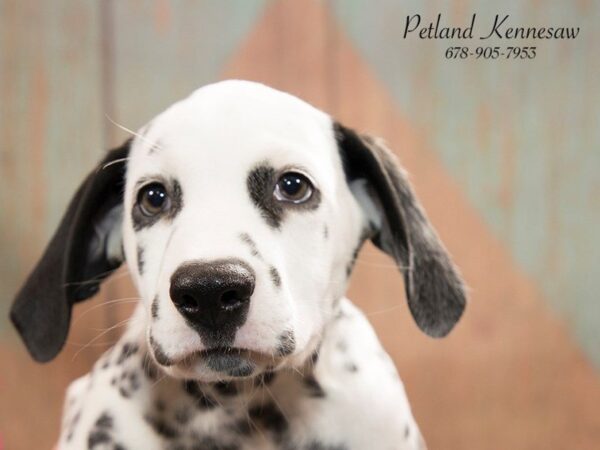 Dalmatian DOG Male White / Black 20789 Petland Mall of Georgia