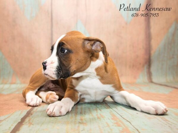 Boxer-DOG-Female-fn & wh-20787-Petland Mall of Georgia