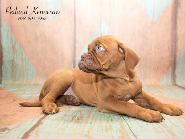 Dogue de Bordeaux DOG Female RD 20784 Petland Mall of Georgia