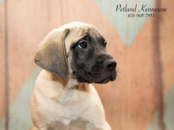 English Mastiff DOG Male FN:BLK MSK 20778 Petland Mall of Georgia