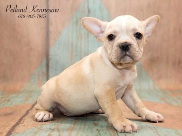 French Bulldog DOG Male Cream 20766 Petland Mall of Georgia