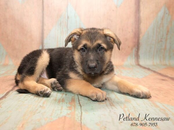 German Shepherd DOG Male black tan 20768 Petland Mall of Georgia